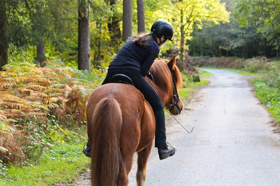Fuchs Islandpferd im Wald